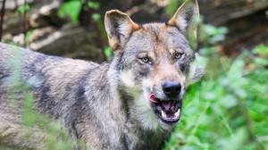 Wolf beißt Frau in Hamburg Polizei greift ein
