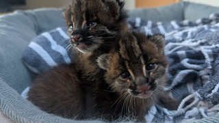 Seltene Katzenbabys in Heidelberg: Asiatische Goldkatze