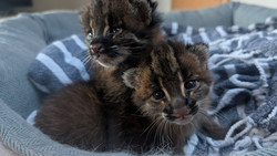 Seltene Katzenbabys in Heidelberg: Asiatische Goldkatze