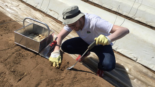 Selbstversuch: So anstrengend ist Spargelstechen