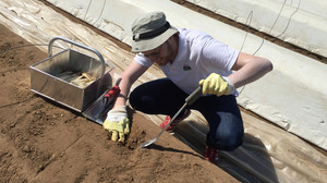 Selbstversuch: So anstrengend ist Spargelstechen