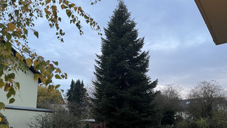 Baum für Märchenweihnachtsmarkt in Kassel kommt aus Niederzwehren