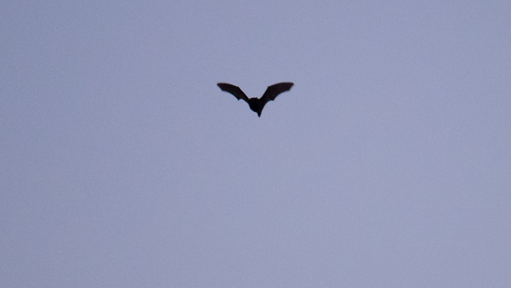 Fledermaus