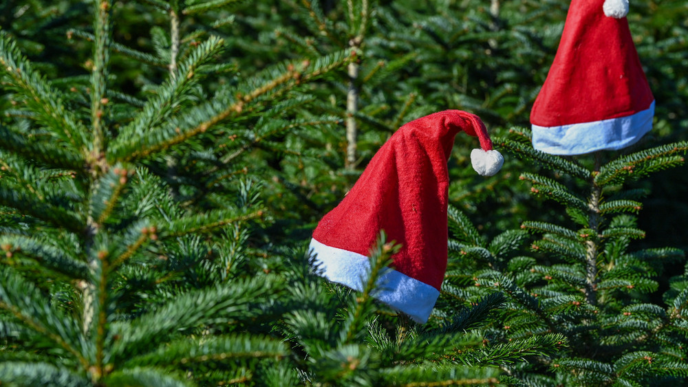 So langsam geht der Weihnachtsbaum-Verkauf los (Symbolbild Tannen mit Nikolausmützen). 
