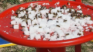 Hessisch Lichtenau: Unbekannte locken mit Zucker Wespen auf Spielplatz