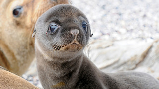 Die süßesten Tierbabys: Bilder von ganz kleinen Tierchen