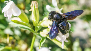 Große Zählaktion: NABU läutet zweiten Teil des Insektensommers ein