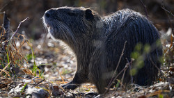 Hessen weitet Jagdrecht aus: Waschbären und Füchse im Visier
