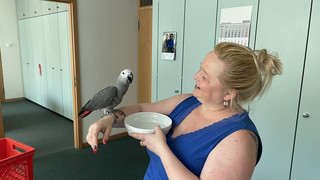 Zutraulicher Graupapagei fliegt ins Stadthaus Mainz