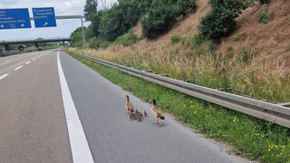 Nilgansfamilie sorgt für Vollsperrung auf A 60 bei Rüsselsheim