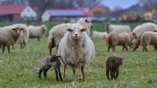 Schaf von Überholspur der A66 bei Biebergemünd gerettet