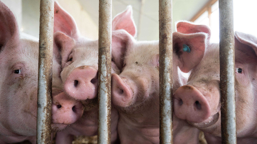 In den Schweineställen rund um Groß-Gerau gelten strenge Hygienerichtlinien.