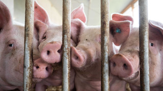 Kampf gegen ASP: Viele Bauern dürfen wieder Schweinefleisch verkaufen