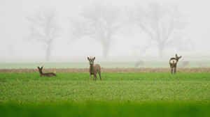 Jäger und Polizei warnen: Erhöhtes Risiko für Wildunfälle im Herbst