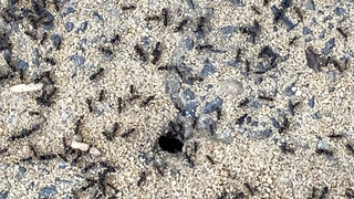 Millionenfach ausgebreitet: Wie Offenbach die Drüsenameise bekämpft