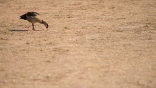 Trockenheit und Hitze: So testet man, ob der Rasen überlebt
