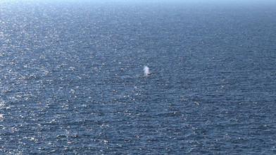 Buckelwal wieder in der Nordsee - Am Morgen von Bord