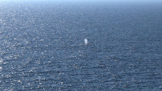 Buckelwal wieder in der Nordsee - Am Morgen von Bord