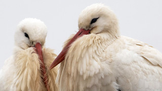 Hessen ist Storchen-Rekordland: Wo die meisten Paare leben