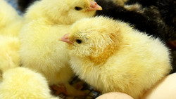 Küken hautnah in Mainz erleben