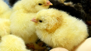 17-Jähriger klaut in Schlüchtern Eis und tötet dadurch mehrere Küken