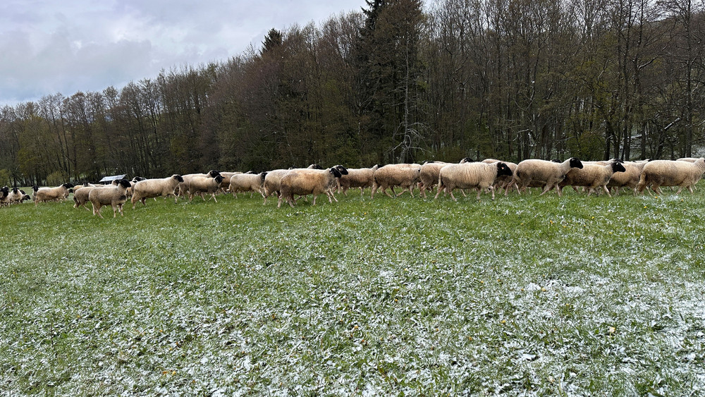 Die Rhönschafe von Moritz Weckbach auf ihrer Weide. 