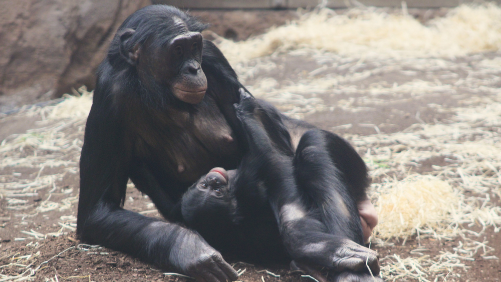 Oddiy jinsiy aloqa josuslik qilindi