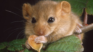 NABU ruft Kinder wieder zur "Nussjagd" auf