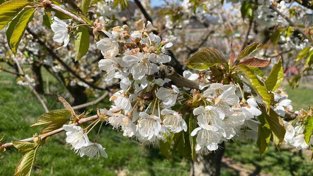 Kirschblüten in Witzenhausen blühen.