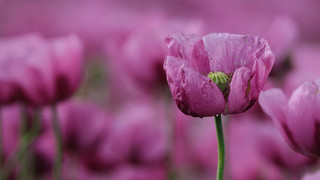 Mohnblüte in Germerode: Hauptblüte um 20. Juni erwartet