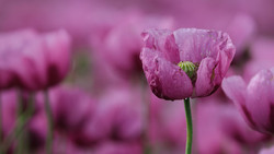 Mohnblüte in Germerode: Hauptblüte um 20. Juni erwartet
