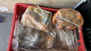 Schlangenlinien bei Hanau: Polizei stoppt Ekel-Fleischtransporter