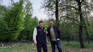 Maikäfer-Massenflug rollt bald durchs Hessische Ried