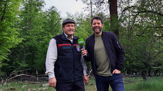 Maikäfer-Massenflug rollt bald durchs Hessische Ried