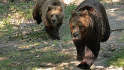Knüll: Wildpark
