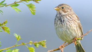 Bedrohte Tierarten - Mehr Grauammern und Feldhamster in Hessen