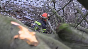 Sturm an Neujahr: Baum fällt auf Mehrfamilienhaus