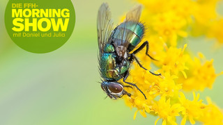 Insekten in der Wohnung: Die besten Tricks und Gadgets