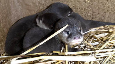 Kleinste Otter der Welt: Süße Tierbabys im Frankfurter Zoo