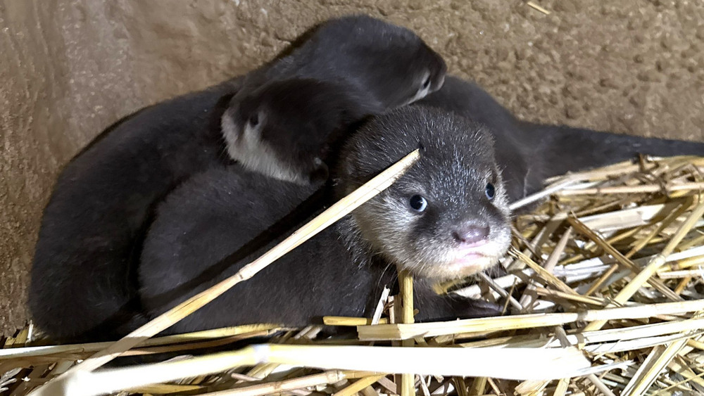 Zwergotter-Nachwuchs im Zoo Frankfurt