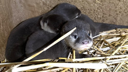 Kleinste Otter der Welt: Süße Tierbabys im Frankfurter Zoo
