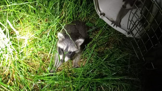 Grävenwiesbach: Waschbären machen es sich im Bad gemütlich