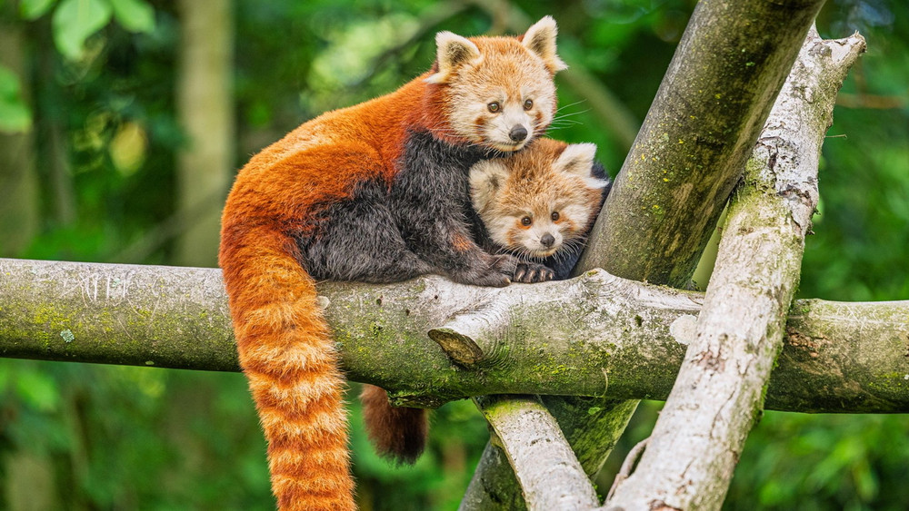 Nachwuchs bei Roten Pandas im Opel-Zoo