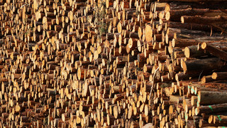 Mehrere Millionen Euro Schaden jährlich durch Holzdiebstahl