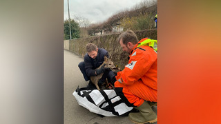 Erschreckte Rehe springen zwischen Mainz und Wiesbaden in den Rhein