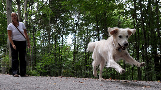 Kreis Groß-Gerau lockert zum 1. April Maßnahmen gegen die Schweinepest