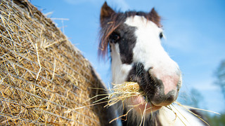 Alte Tradition in Leeheim: Heubündeltragen an Heiligabend