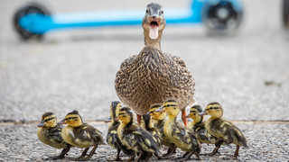 Polizei rettet Entenfamilie in Weinheim