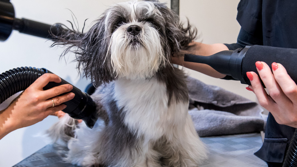 Durch gute Pflege im Hundesalon kommt auch wieder frische Luft an die Hunde-Haut.