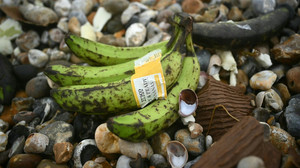 Unmengen Bananen an englischen Strand gespült